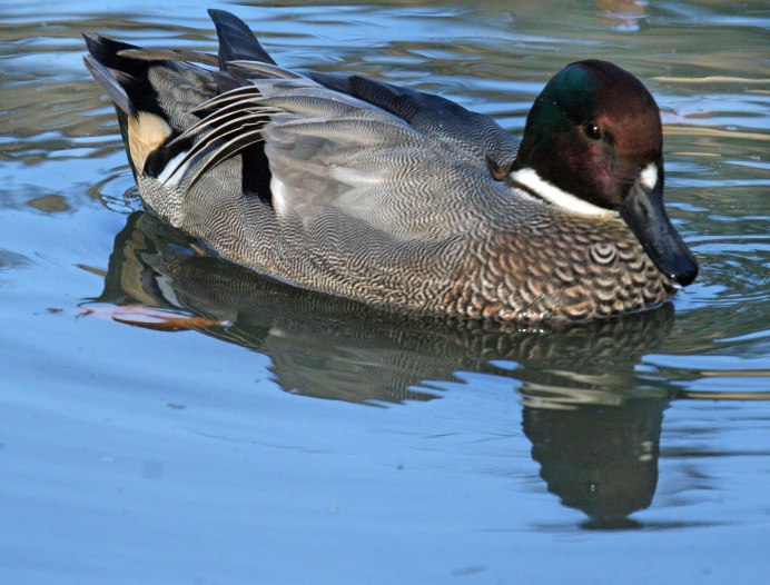 Утки чирок свистунок