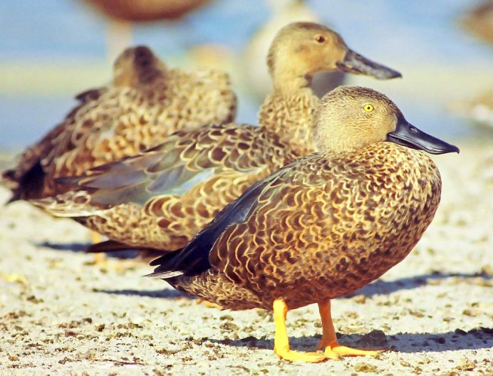 Голубокрылый чирок