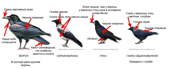 Русские Грачи 2022