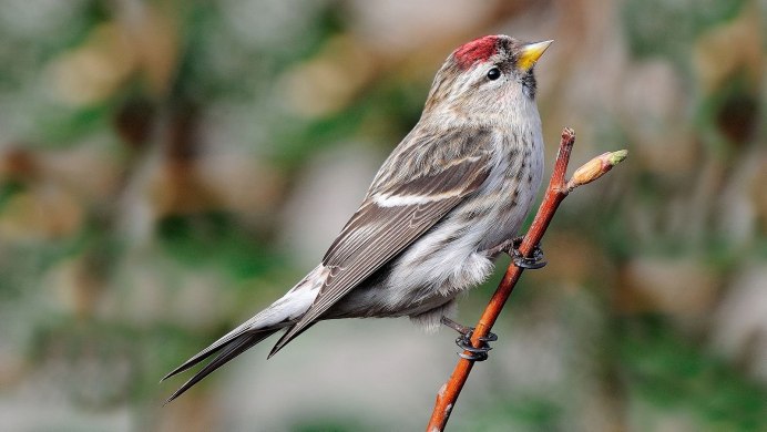 Чечётка (обыкновенная чечётка) (Acanthis flammea (Carduelis flammea))