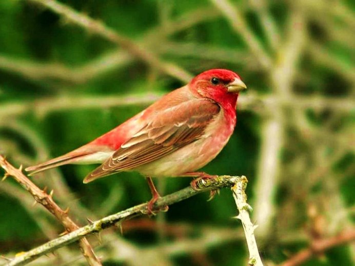 Черноголовый щегол