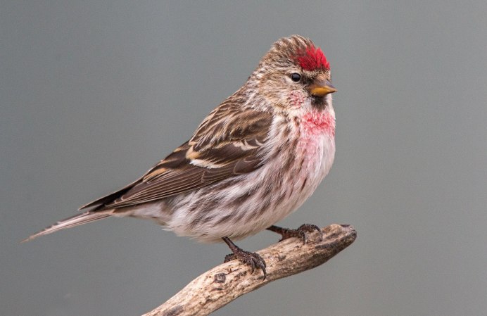 Птицы: щегол,чечётка.