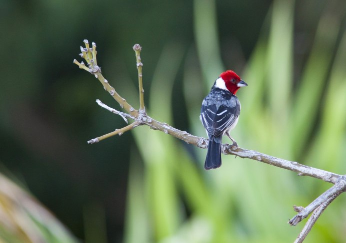 Маленькая птичка с красной головой