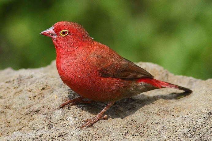 Зяблик с красным клювом