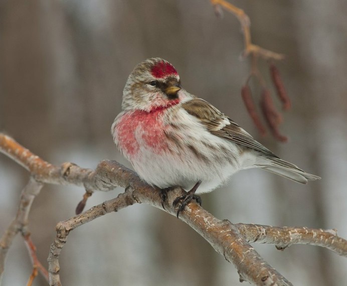 Carduelis flammea