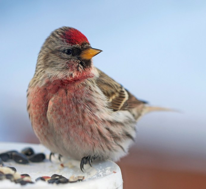 Красный Зяблик