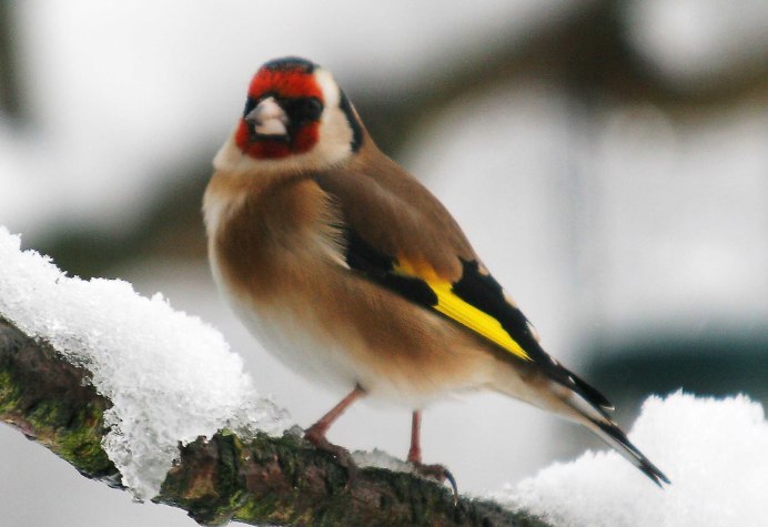 Вьюрковые ткачики