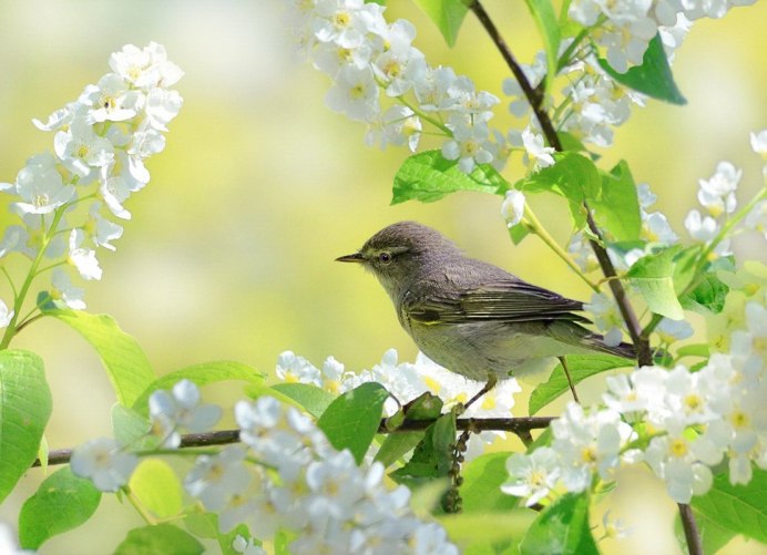 Luscinia Luscinia