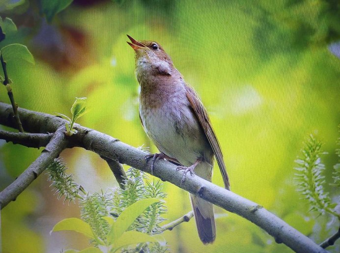 The Thrush Nightingale (Luscinia Luscinia)