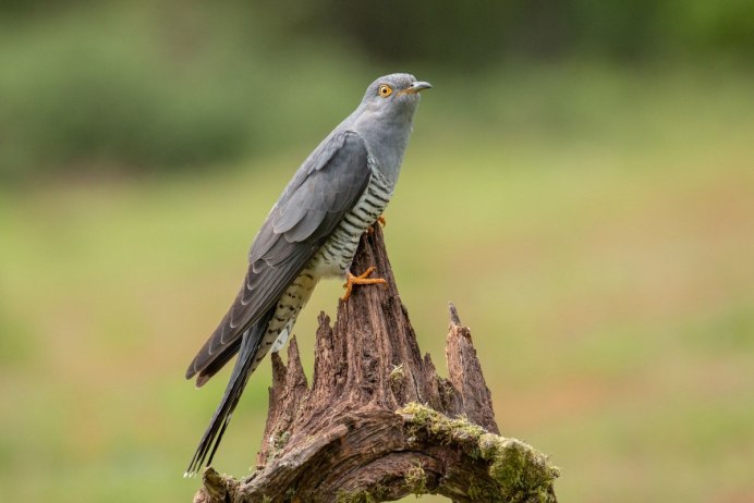 Длиннохвостая Кукушка