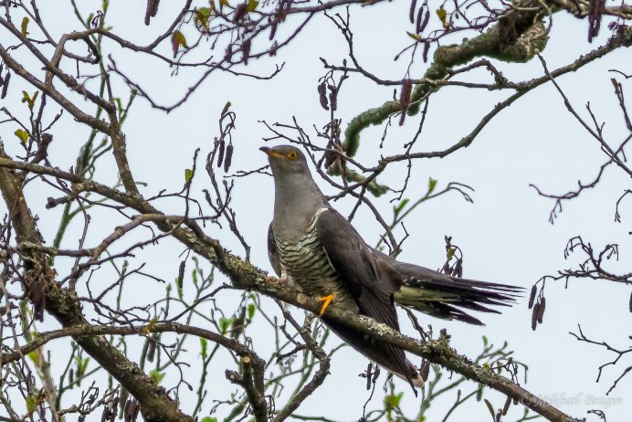 Обыкновенная Кукушка