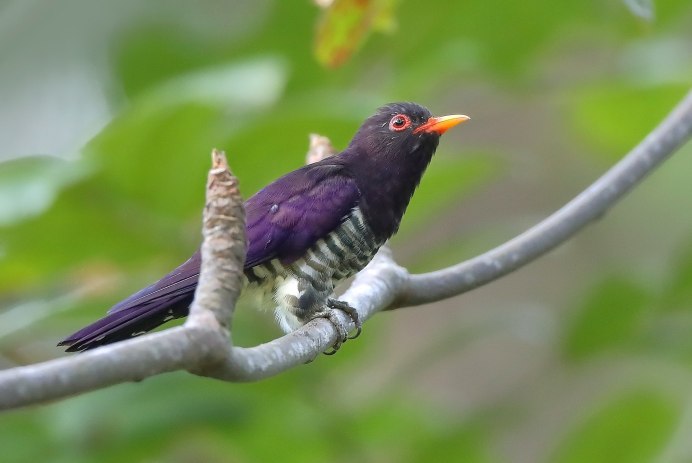 Кукушка обыкновенная самка