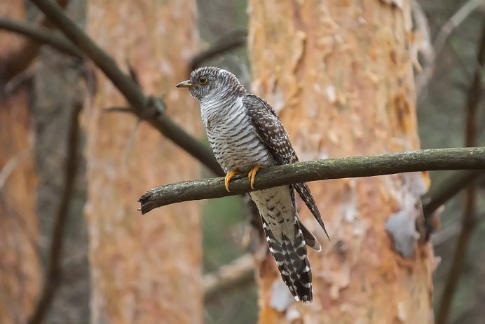 Ширококрылая Кукушка