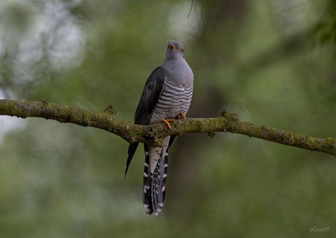 Фиолетовая бронзовая Кукушка