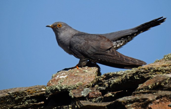 Кукушка Перелетная птица