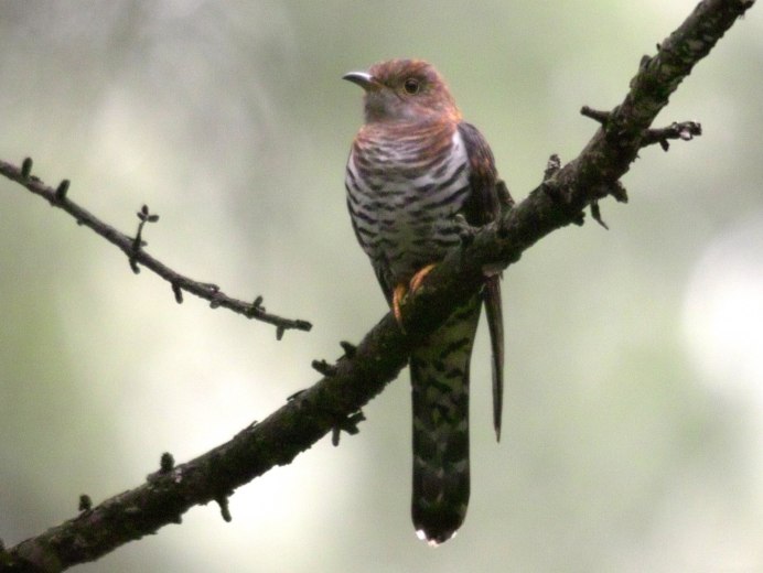 Малая Кукушка