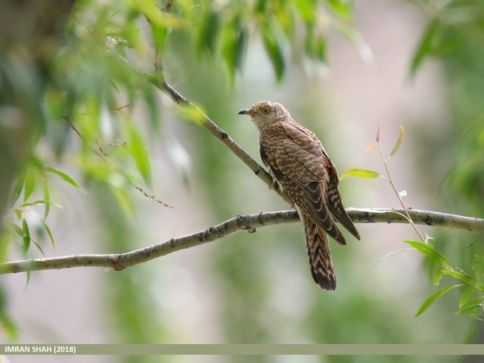 Исполинская Кукушка