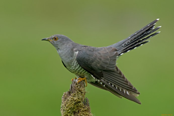 Кукушка на сосне