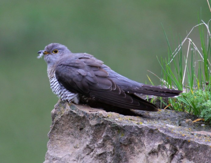 Животные Донского края Кукушка