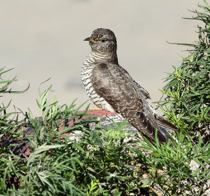 Обыкновенная Кукушка самец