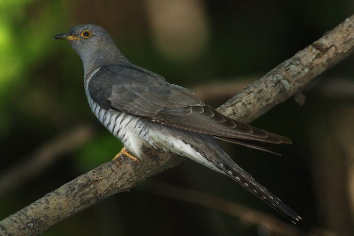 Расцветка обыкновенной кукушки Марий Эл