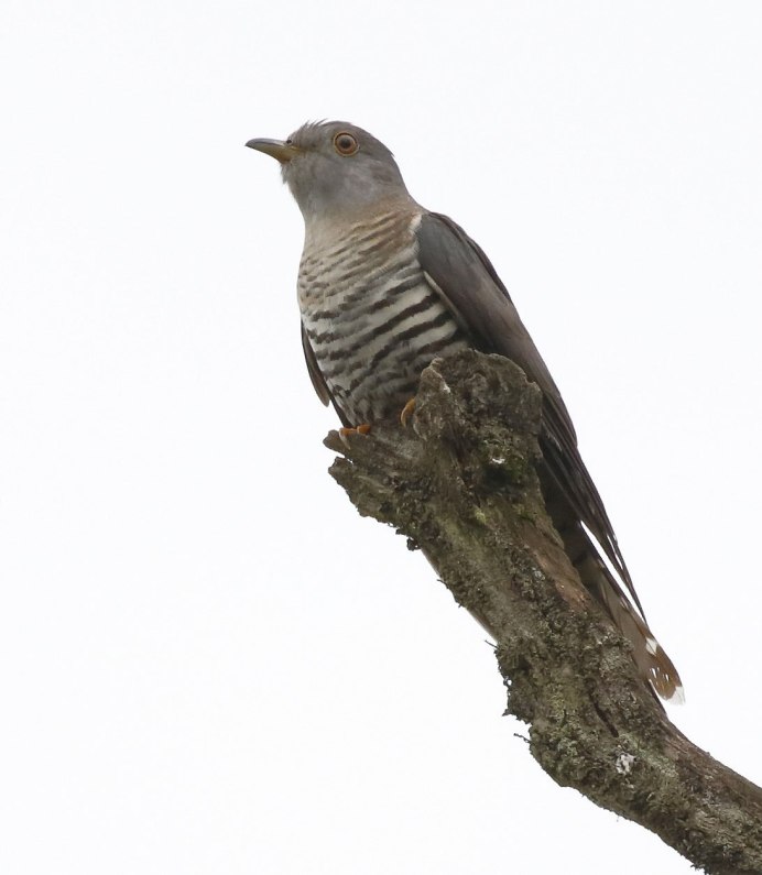 Кукушка звук