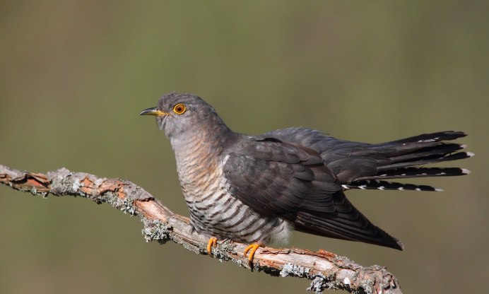 Фиолетовая бронзовая Кукушка