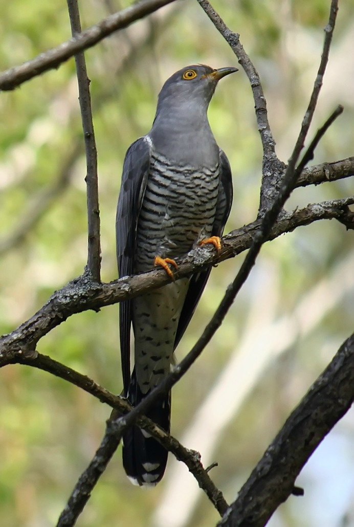Калифорнийской Земляной кукушке птенцы