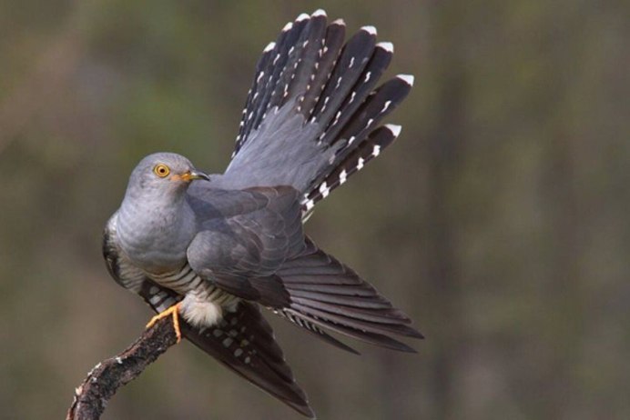 Виды кукушек живущих в России