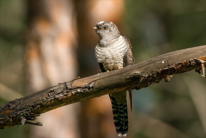 Пестрая Кукушка
