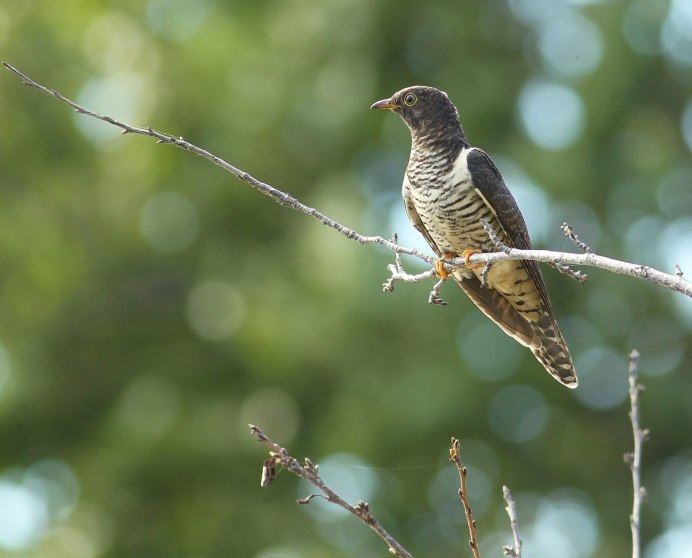 Кукушка мелкая