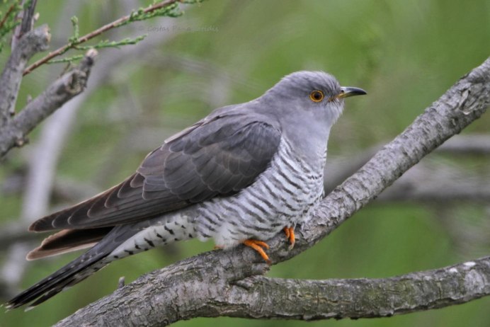 Кукушка Cuculus canorus