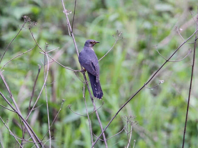 Кукушка и Горлица