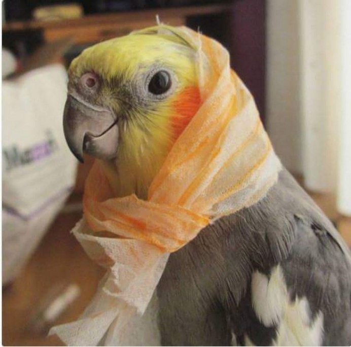Новозеландский попугай 3