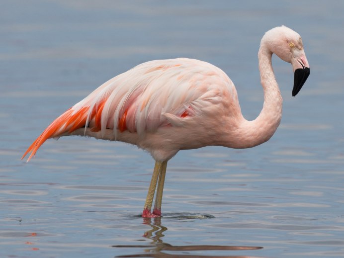 Phoenicopterus Chilensis