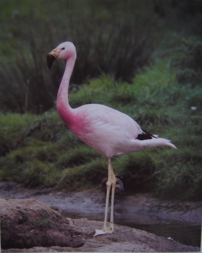 Phoenicoparrus andinus