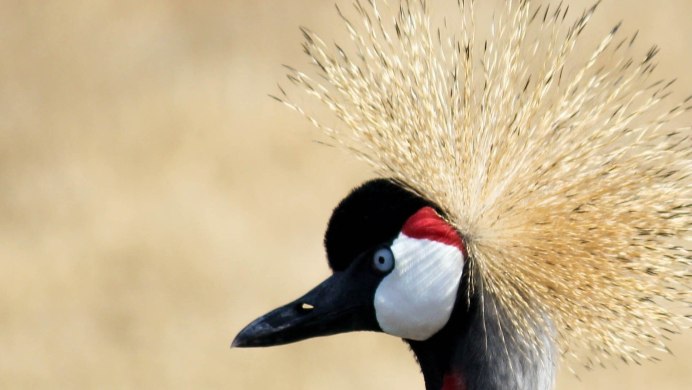 East African crowned Crane