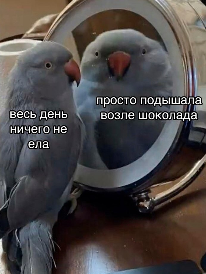 Попугай и зеркало