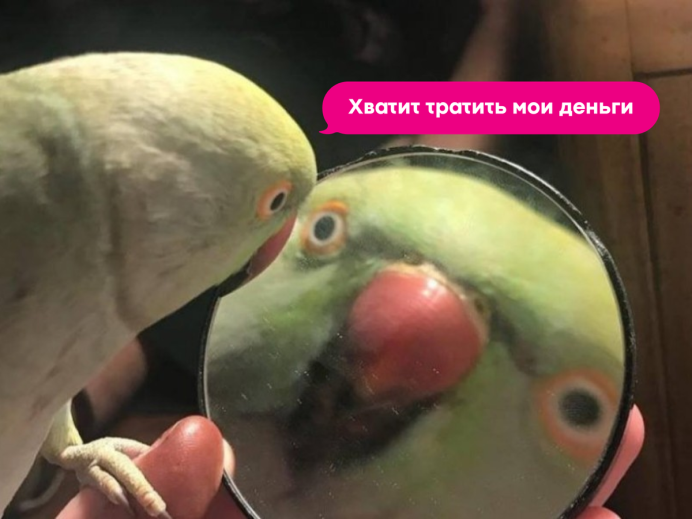 Мемы с попугайчиками
