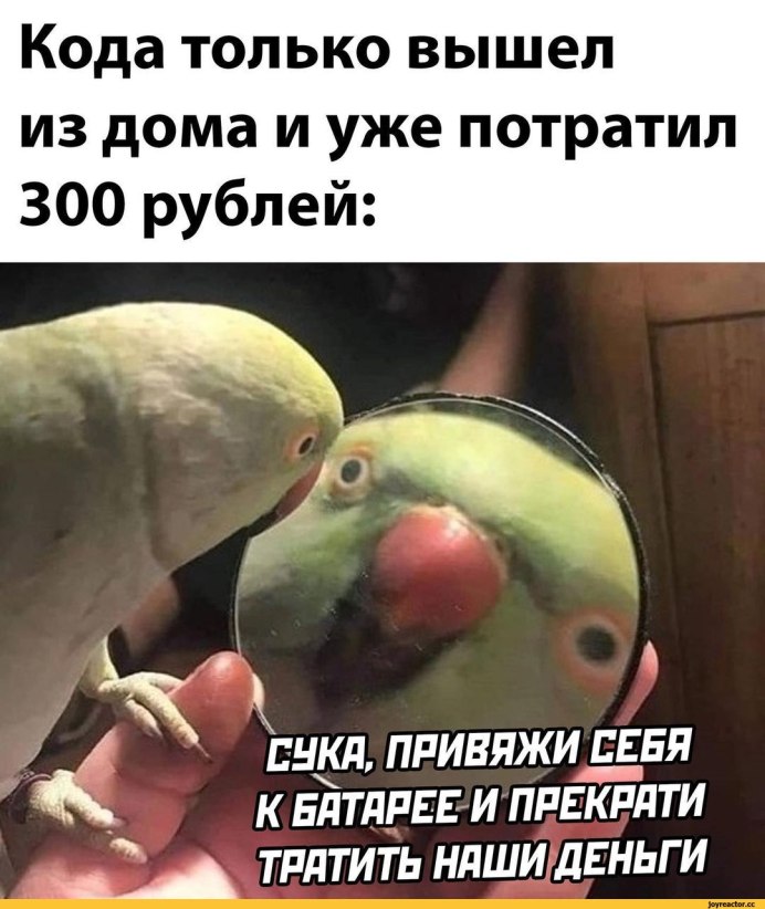 Мем с попугаем