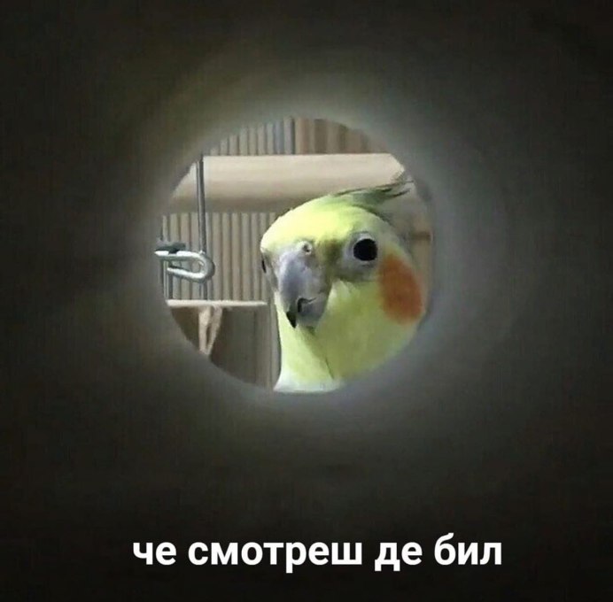 Волнистая канарейка