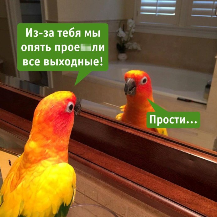 Мемы с попугаем в зеркале