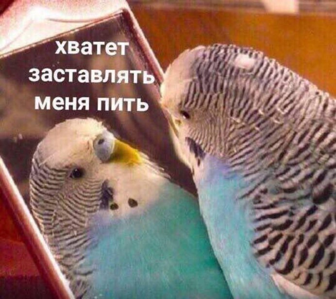 Волнистый попугай и зеркало