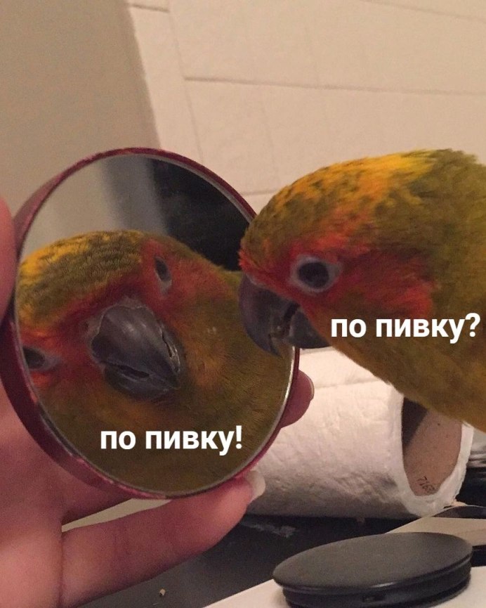По пивку попугай