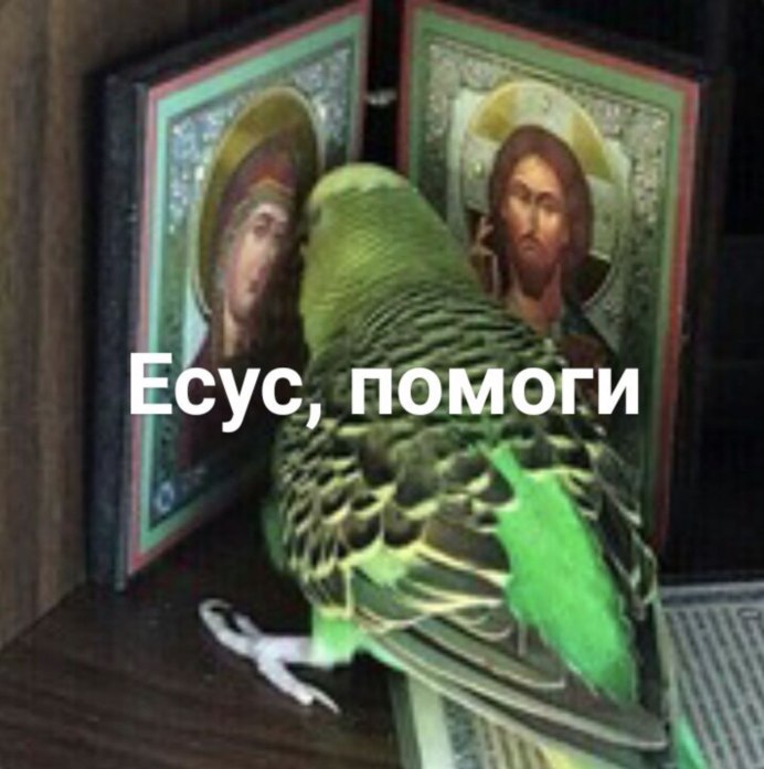 Есус попугай Мем