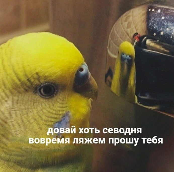 Мемы с попугаями