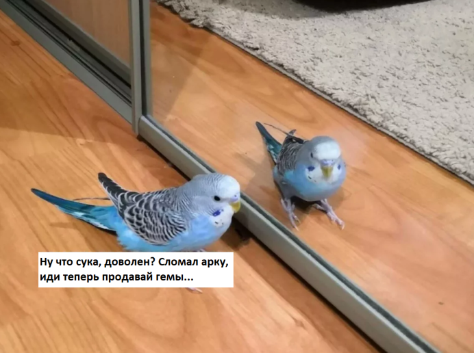 Мемы про пересдачу с попугаями