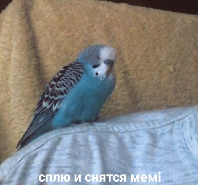Спишь Мем с попугаем