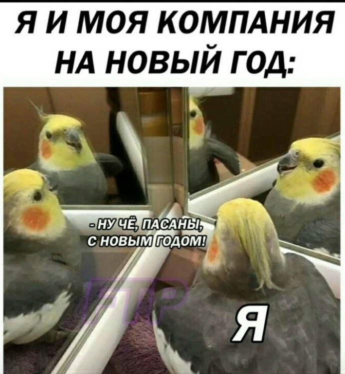 По пивку попугай