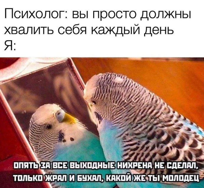 Мемы с волнистыми попугаями